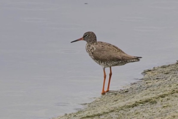 Redshank