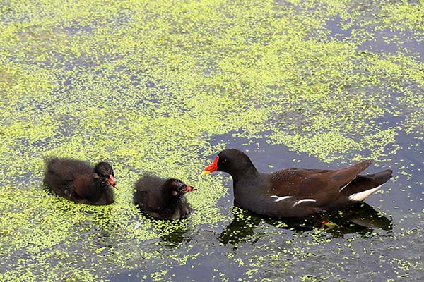 Moorhen