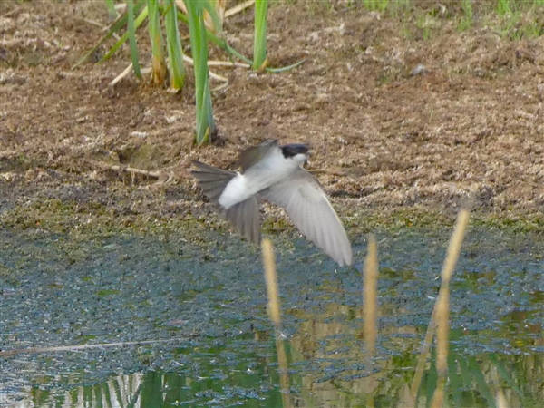 House Martin