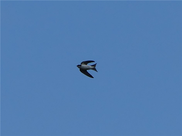 House Martin
