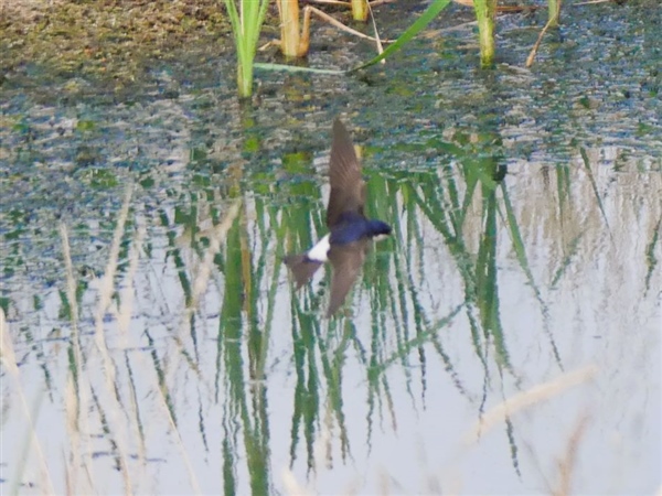 House Martin