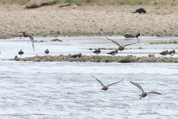 Black-tailed Godwit