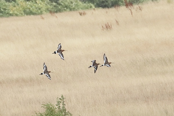 Black-tailed Godwit
