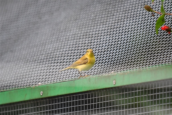 Willow Warbler