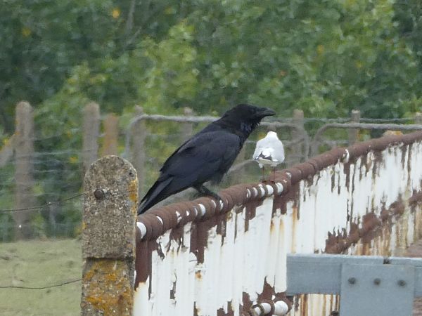 Raven