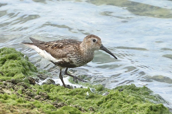 Dunlin