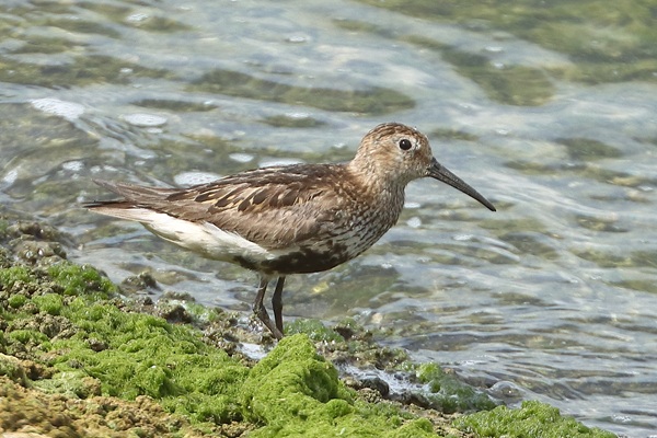 Dunlin