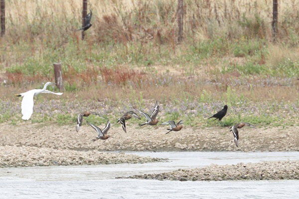Black-tailed Godwit
