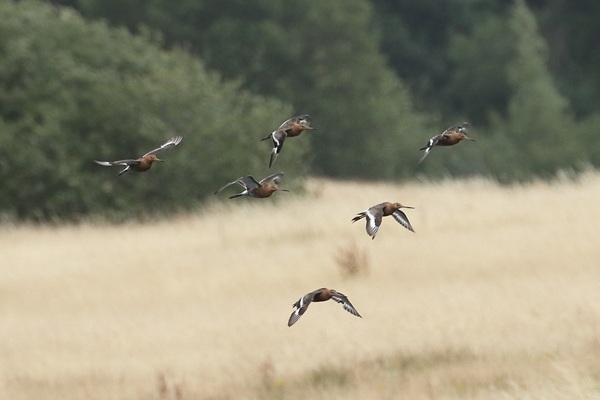 Black-tailed Godwit