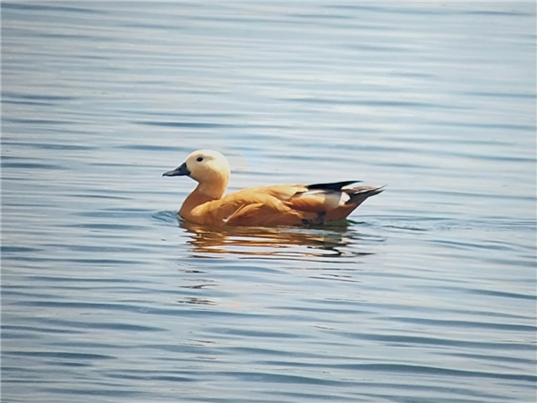 Ruddy Shelduck