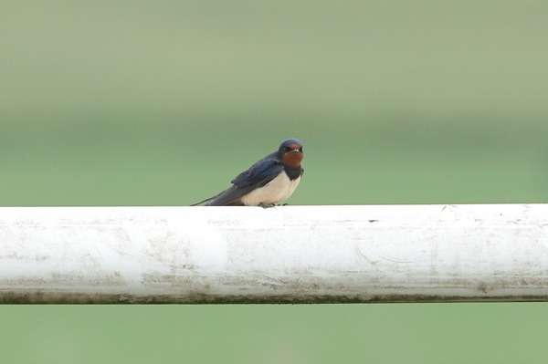 Swallow