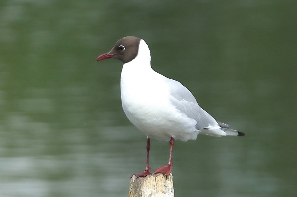 Black-headed Gull