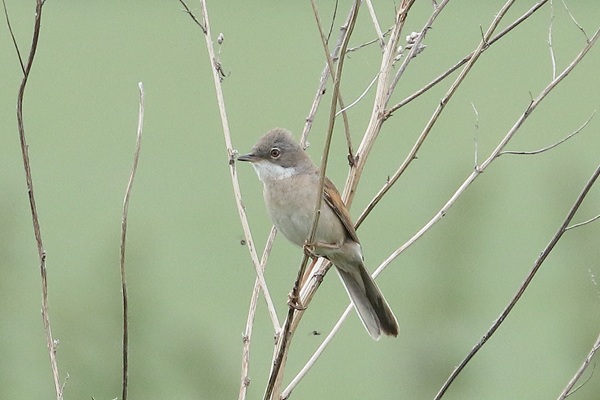 Whitethroat