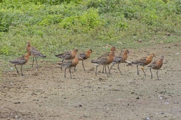 Black-tailed Godwit