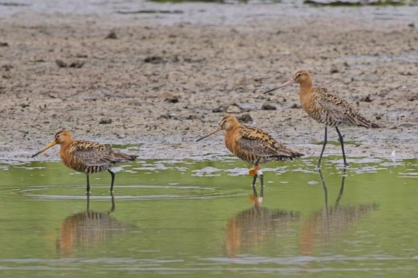 Black-tailed Godwit