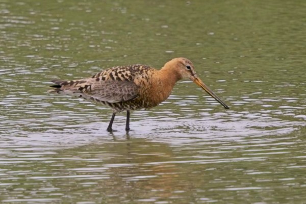 Black-tailed Godwit