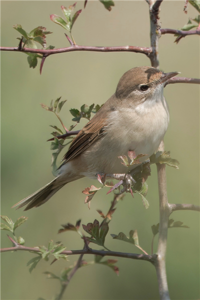 Photo of Whitethroat at Crookham Common, Berkshire - BerksBirds