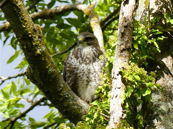 Photo of Buzzard at Maiden Erlegh Lake, Berkshire. Taken by Linda Garner-Langham on 29th September 2025.