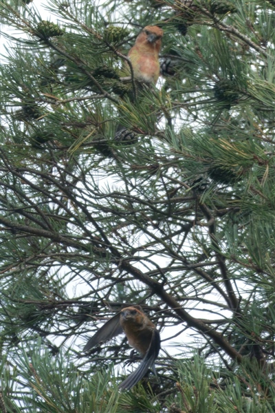 Photo of Crossbill at Roundoak Piece, Berkshire. Taken by John Absolom on 29th September 2025.