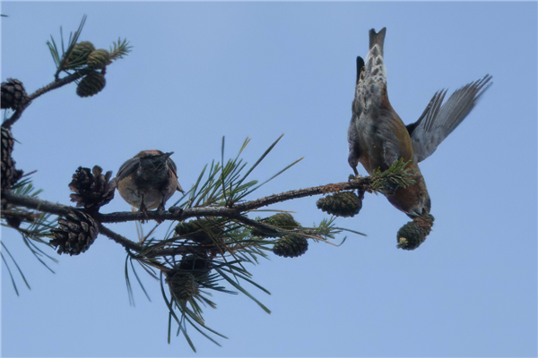 Photo of Crossbill at Roundoak Piece, Berkshire. Taken by John Absolom on 29th September 2025.