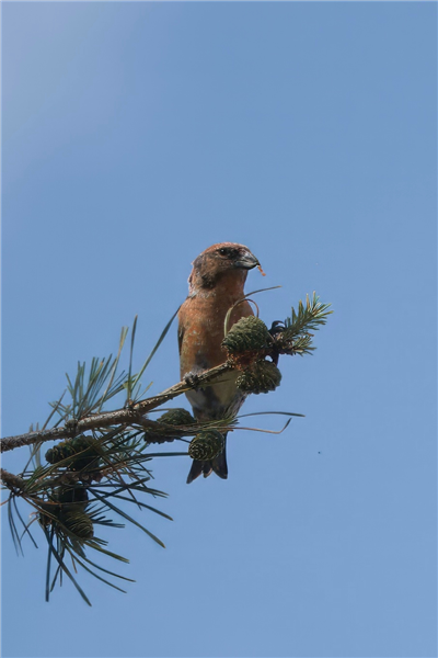 Photo of Crossbill at Roundoak Piece, Berkshire. Taken by John Absolom on 29th September 2025.