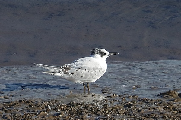 Photo of Sandwich Tern at Queen Mother Reservoir, Berkshire. Taken by Andy Tomczynski on 9th September 2025.