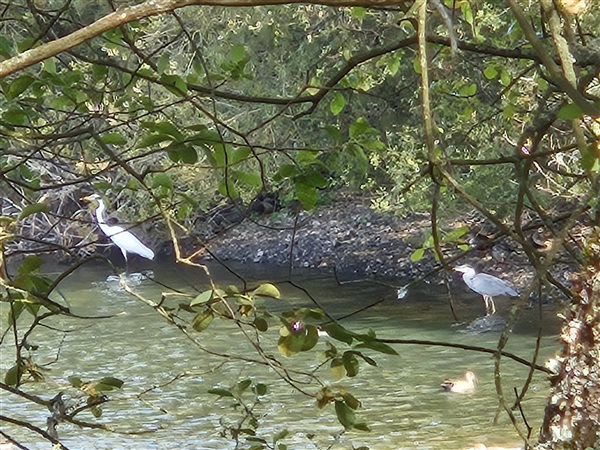 Great White Egret at Hosehill Lake, Theale GPs, Berkshire. Photographed by Lynn Wise on 2nd October 2026.