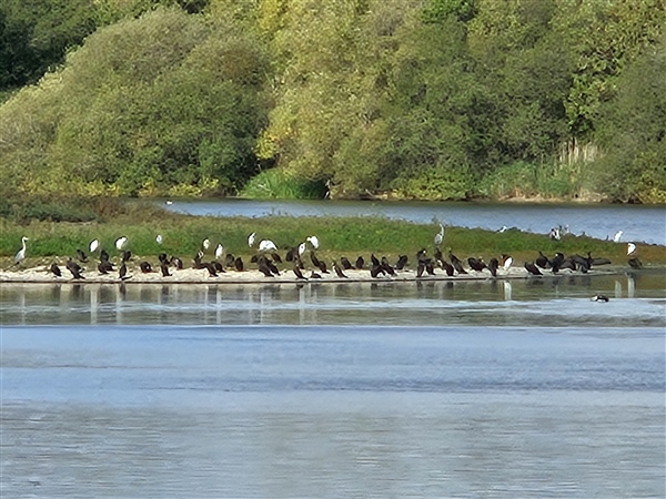 Cormorant at Hosehill Lake, Theale GPs, Berkshire. Photographed by Lynn Wise on 2nd October 2026.