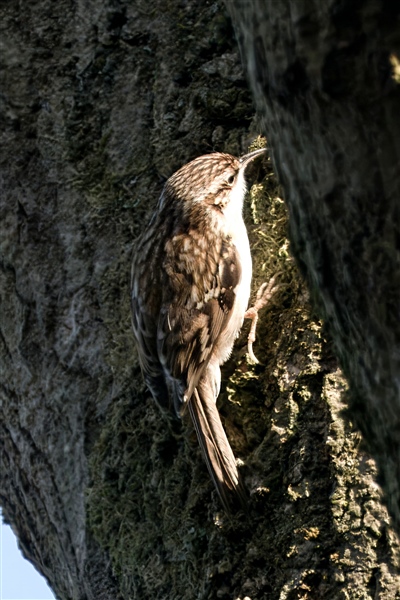 Photo of Treecreeper at Holybrook Linear Park, Berkshire. Taken by John Absolom on 10th January 2026.
