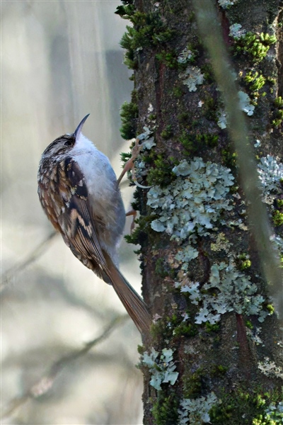 Photo of Treecreeper at Holybrook Linear Park, Berkshire. Taken by John Absolom on 10th January 2026.