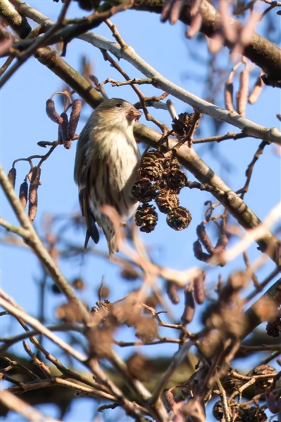 Photo of Siskin at Holybrook Linear Park, Berkshire. Taken by John Absolom on 10th January 2026.