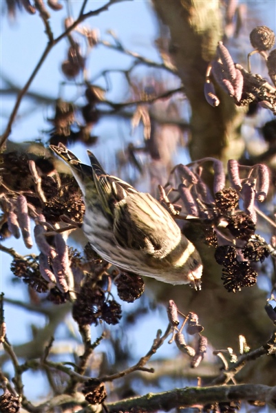 Photo of Siskin at Holybrook Linear Park, Berkshire. Taken by John Absolom on 10th January 2026.