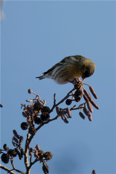 Photo of Siskin at Holybrook Linear Park, Berkshire. Taken by John Absolom on 10th January 2026.