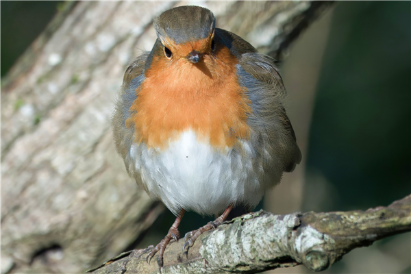 Photo of Robin at Holybrook Linear Park, Berkshire. Taken by John Absolom on 10th January 2026.
