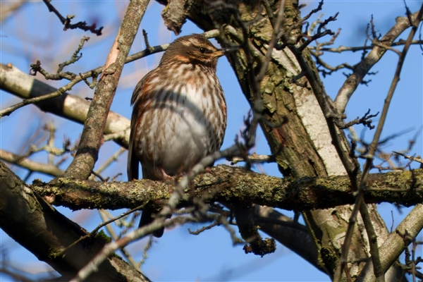Photo of Redwing at Holybrook Linear Park, Berkshire. Taken by John Absolom on 10th January 2026.
