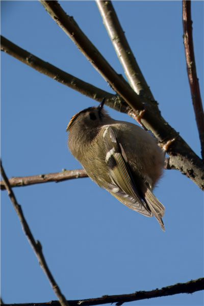 Photo of Goldcrest at Holybrook Linear Park, Berkshire. Taken by John Absolom on 10th January 2026.