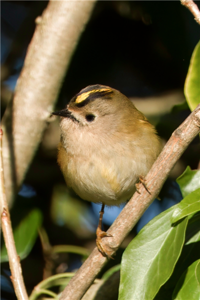 Photo of Goldcrest at Holybrook Linear Park, Berkshire. Taken by John Absolom on 10th January 2026.