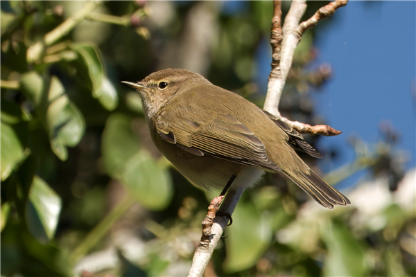 Photo of Chiffchaff at Holybrook Linear Park, Berkshire. Taken by John Absolom on 10th January 2026.