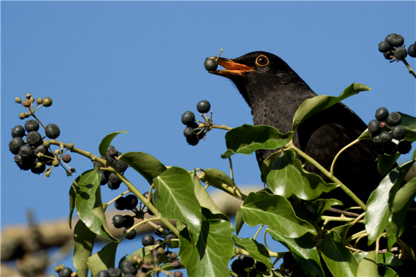 Photo of Blackbird at Holybrook Linear Park, Berkshire. Taken by John Absolom on 10th January 2026.