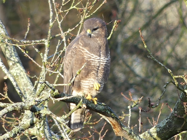 Photo of Buzzard at Maiden Erlegh Lake, Berkshire. Taken by Linda Garner-Langham on 25th January 2026.