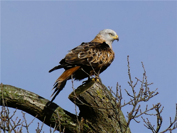 Photo of Red Kite at Shinfield, Berkshire. Taken by Linda Garner-Langham on 25th January 2026.