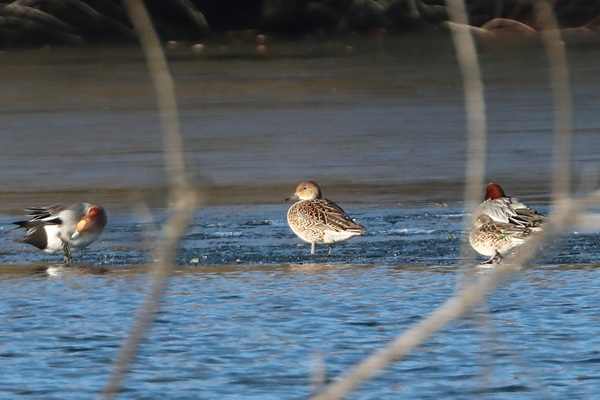Photo of Pintail at Padworth Lane GP, Berkshire. Taken by Andy Tomczynski on 10th January 2026.