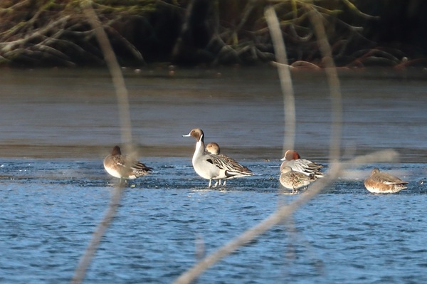 Photo of Pintail at Padworth Lane GP, Berkshire. Taken by Andy Tomczynski on 10th January 2026.