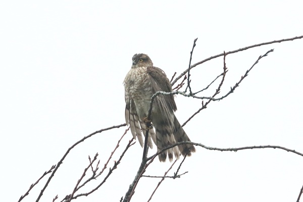 Photo of Sparrowhawk at Emmer Green, Berkshire. Taken by Andy Tomczynski on 13th January 2026.