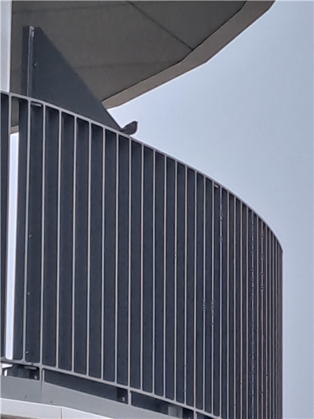 Photo of Black Redstart at Green Park, Berkshire. Taken by Steve Robertson on 29th January 2026.