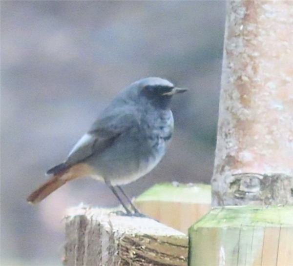 Photo of Black Redstart at Green Park, Berkshire. Taken by Steve Robertson on 30th January 2026.