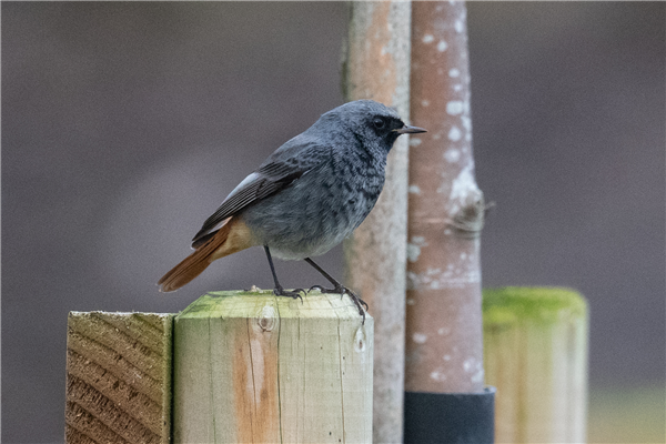 Photo of Black Redstart at Green Park, Berkshire. Taken by Dave Rimes on 30th January 2026.
