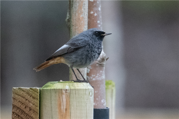 Photo of Black Redstart at Green Park, Berkshire. Taken by Dave Rimes on 30th January 2026.
