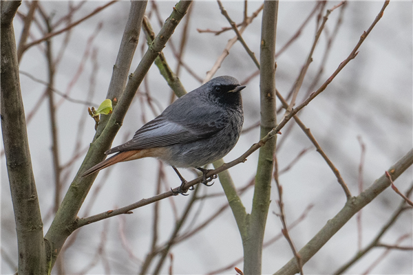 Photo of Black Redstart at Green Park, Berkshire. Taken by Dave Rimes on 30th January 2026.