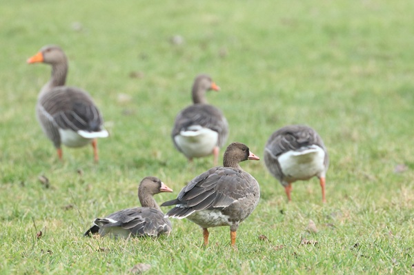 Photo of White-fronted Goose at Ufton Green, Berkshire. Taken by Andy Tomczynski on 26th January 2026.
